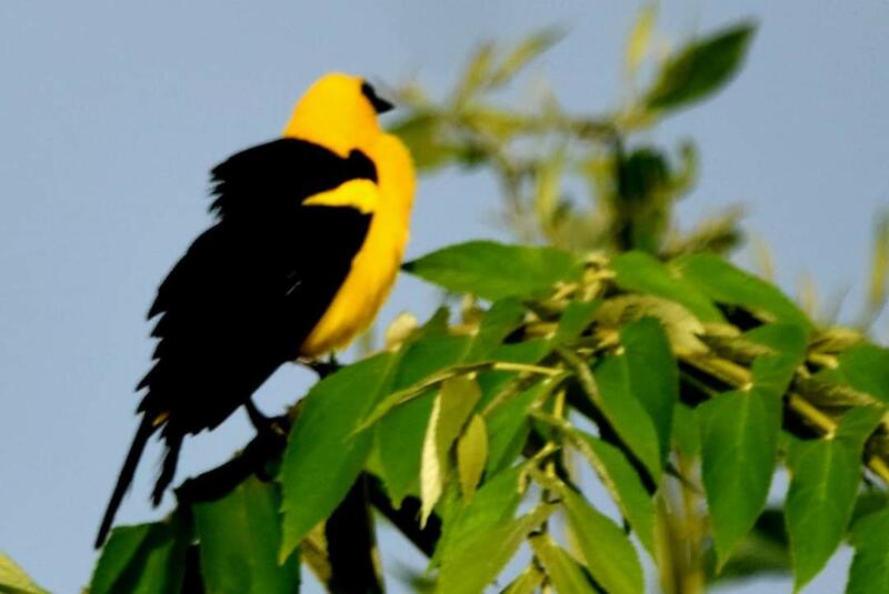 image for Turpial maicero u Oriole blackbird (Gimnomystax mexicanus)