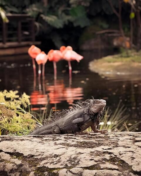 image for Zoológico Cali